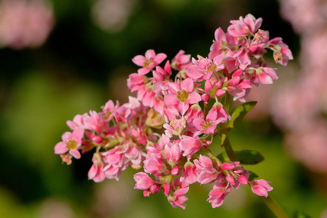 Pink Flowers Of Buckwheat