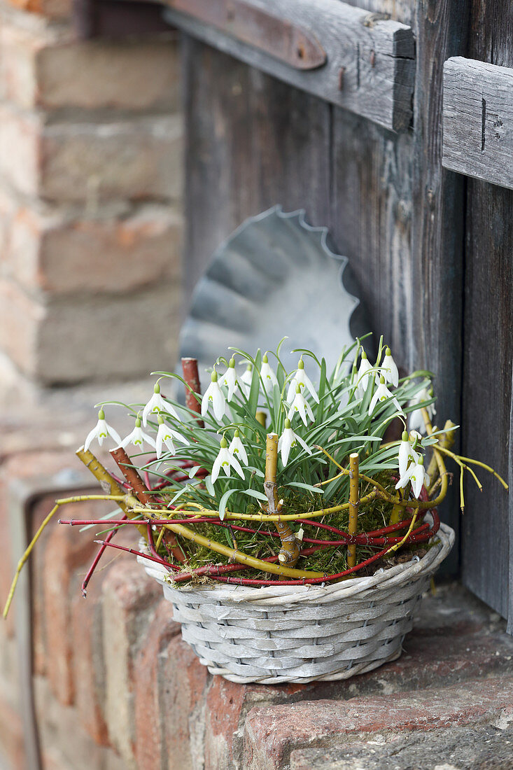 Basket of snowdrops decorated with twigs