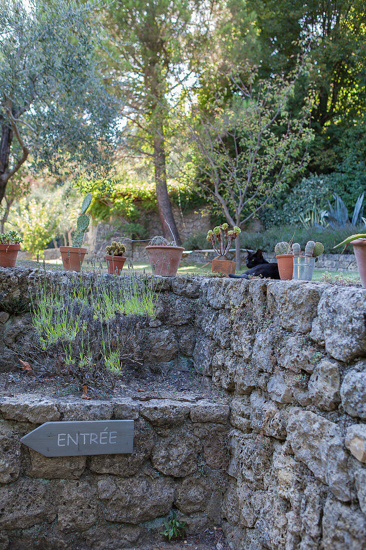 Cacti and black cat on stone wall with 'Entreé' sign