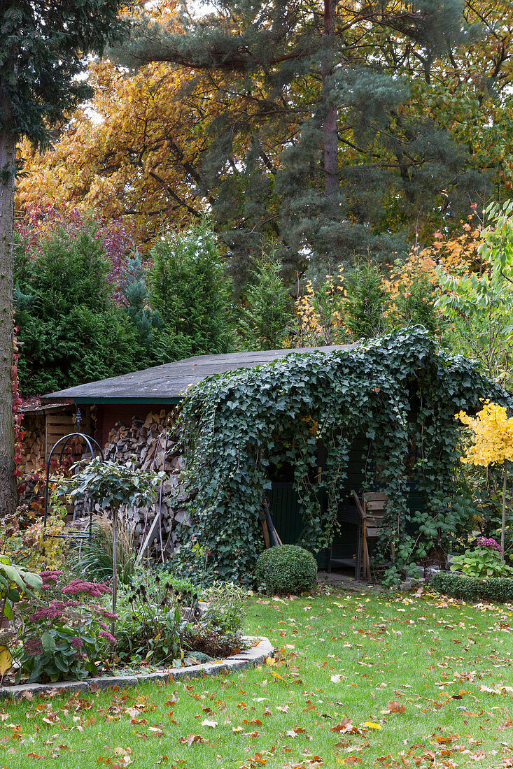 Firewood stacked against shed covered in ivy in autumnal garden