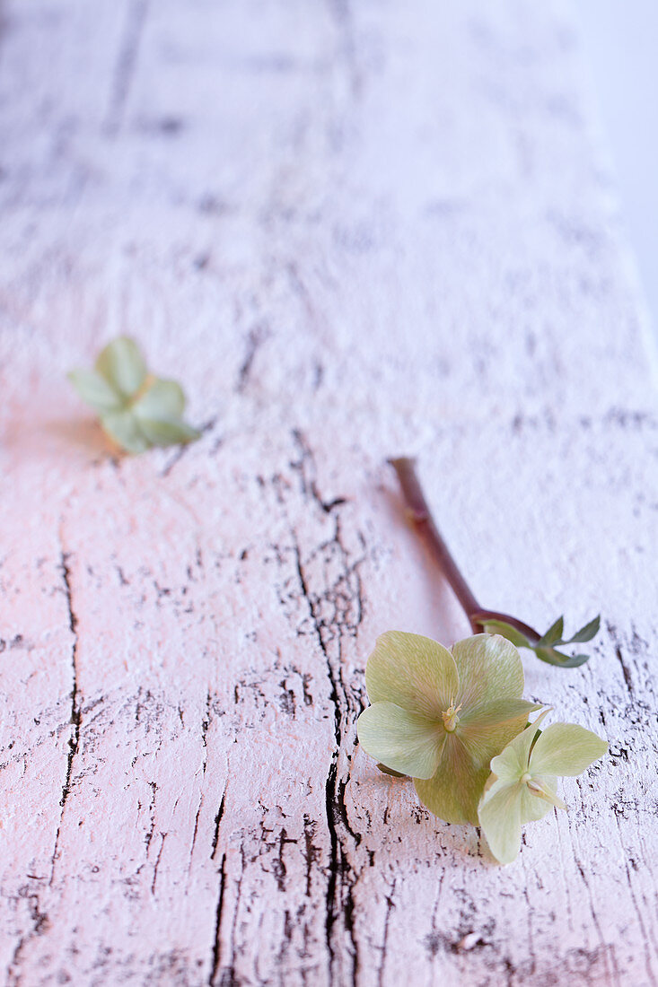 Wintry arrangement of flowers on white wooden surface