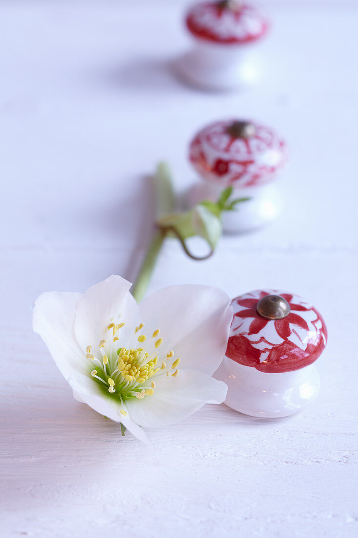 weiße Christrosenblüte neben rot-weissen Möbelknöpfen