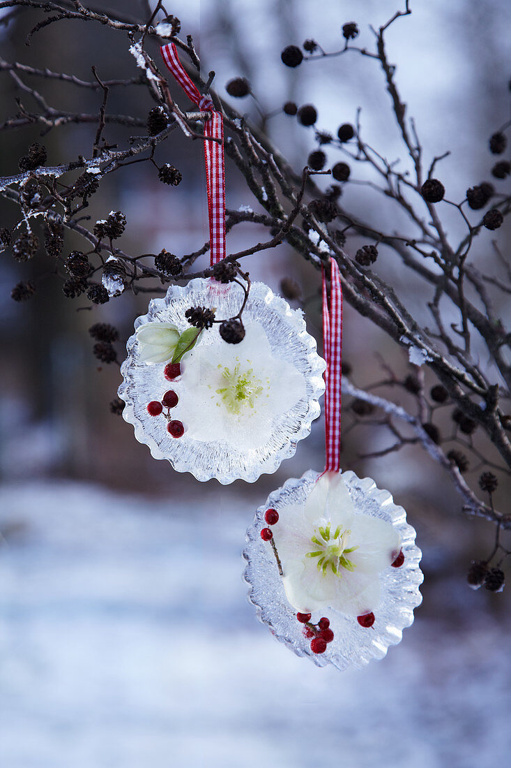 Selbstgemachte Eis-Anhänger mit eingefrorenen Christrosenblüten und Beeren