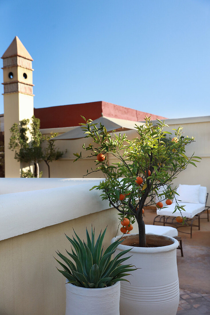 Potted tangerine tree and potted succulent on roof terrace