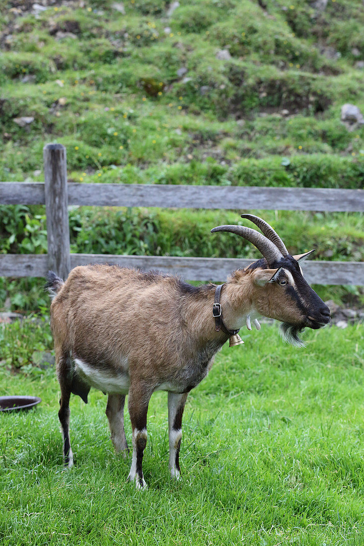 Goat on mountain pasture