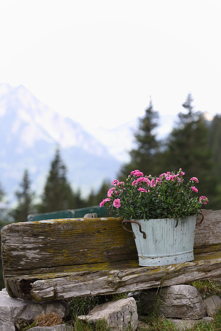Flowering pinks in pot against Alpine backdrop