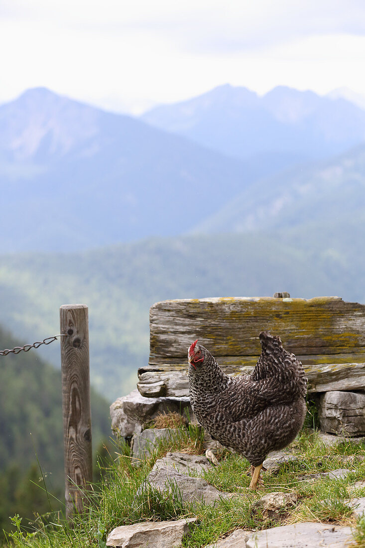 Hen on mountain pasture