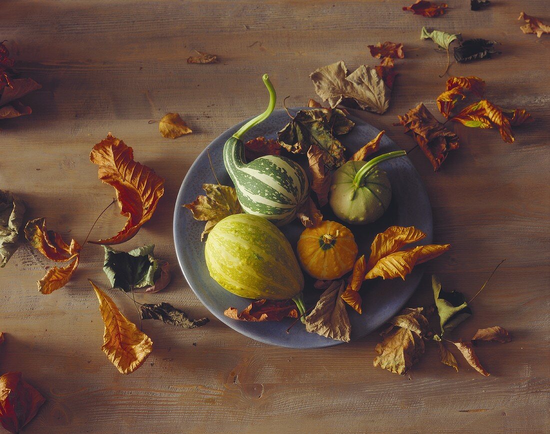 Four Assorted Gourds on a Plate with Fall Leaves