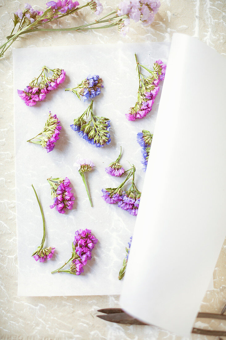 Dried sea lavender on backing parchment