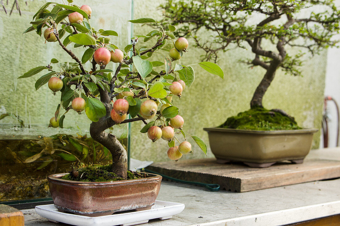 Bonsai-Apfelbaum