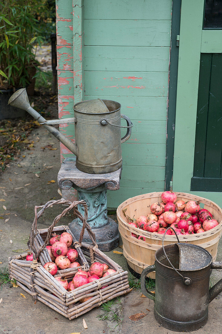 Baskets of pomegranates and metal watering cans