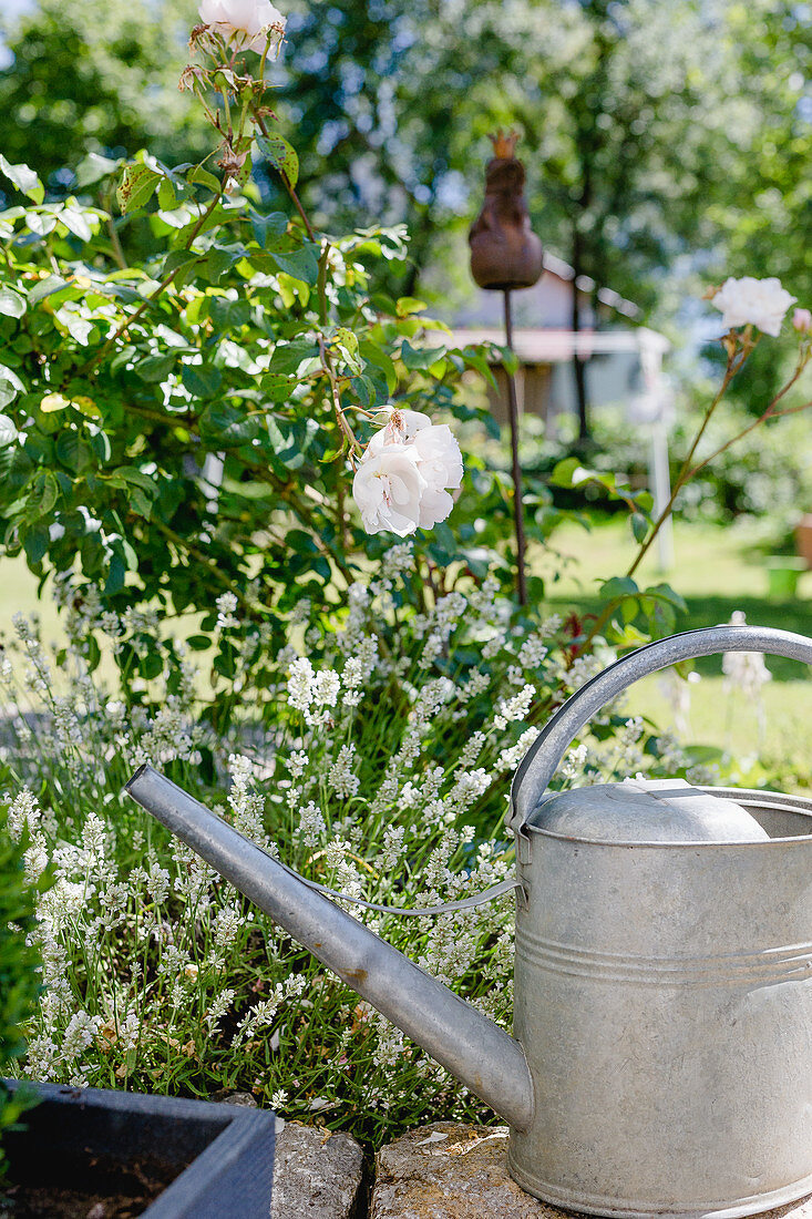 Weißer Lavendel und Rose 'The Generous Gardener' neben Gießkanne