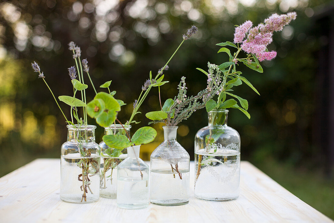 Flowering herbs in apothecary bottles on table in garden