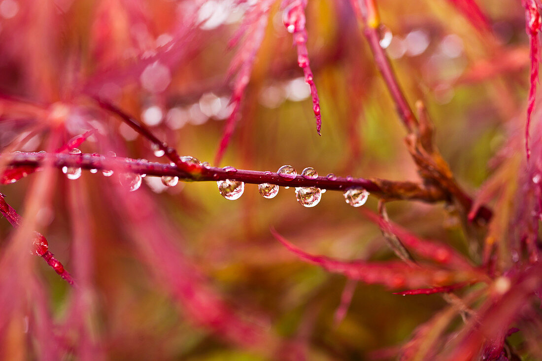 Water droplets on maple branch