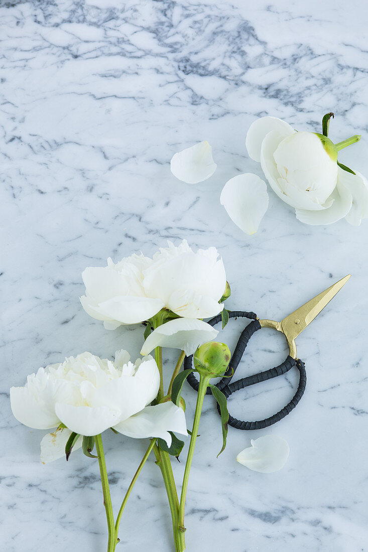White peonies and garden scissors on marble surface