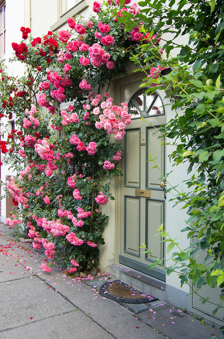 Lush Climbing Roses On The House Wall