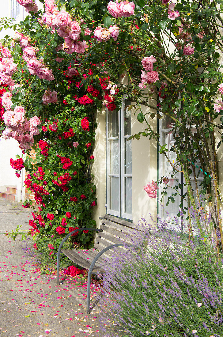Climbing Roses Surround Windows On The Wall Of The House