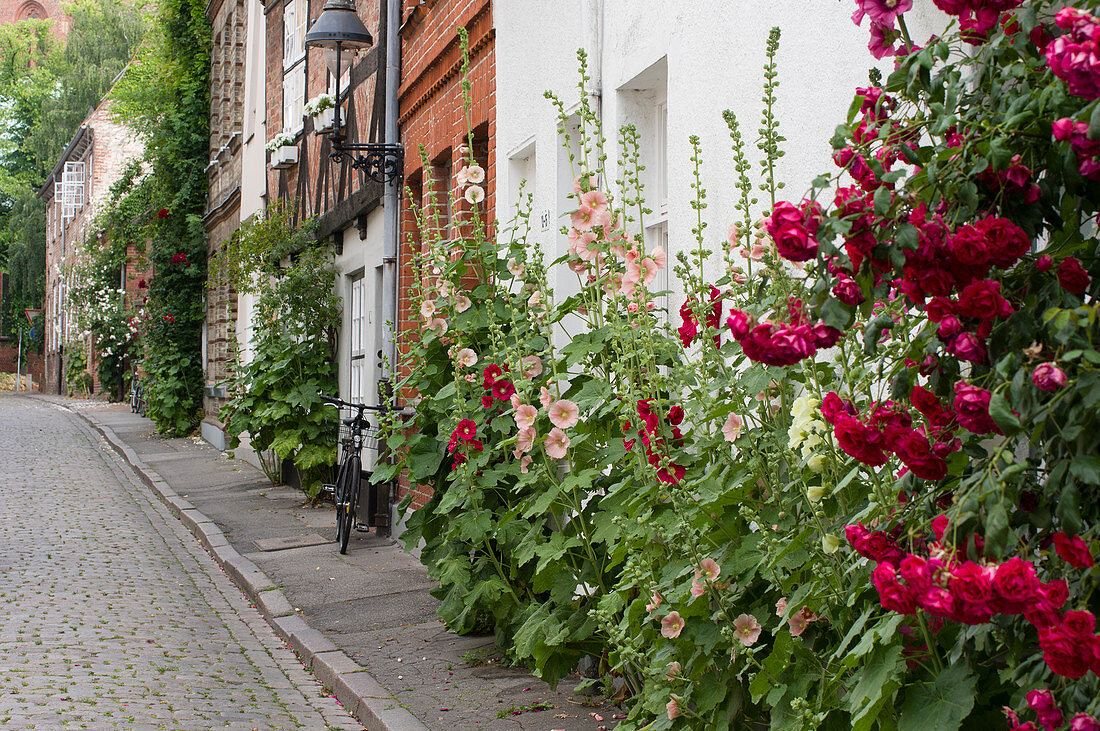 Lushly flowering hollyhocks against façades in old-town street