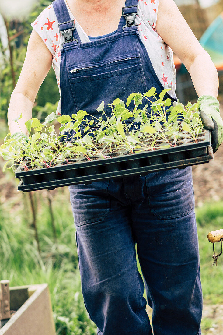 Woman Carries Young Plants In Pot Palette With Kohlrabi And Beetroot