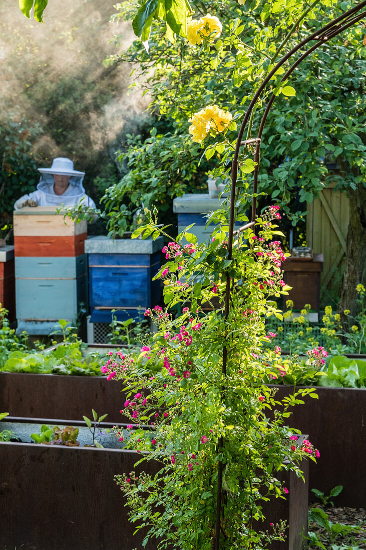 Ramblerrose am Rosenbogen, im Hintergrund Imker am Bienenstand
