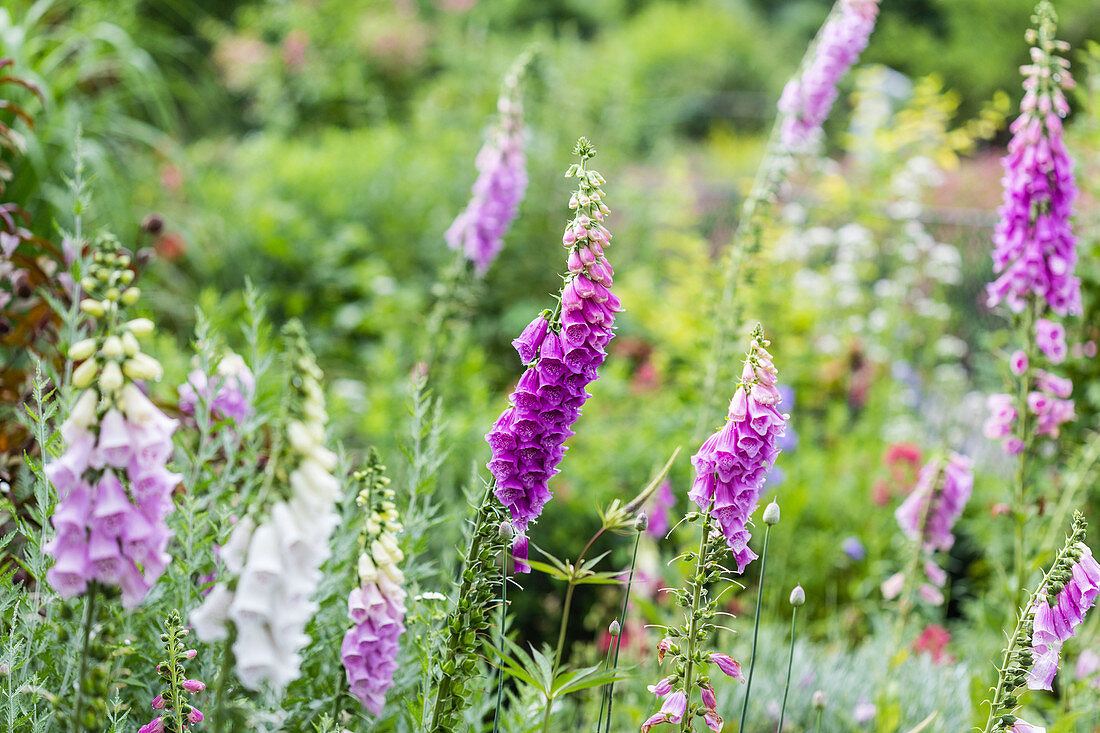 Blühender Fingerhut (Digitalis purpurea) im Garten