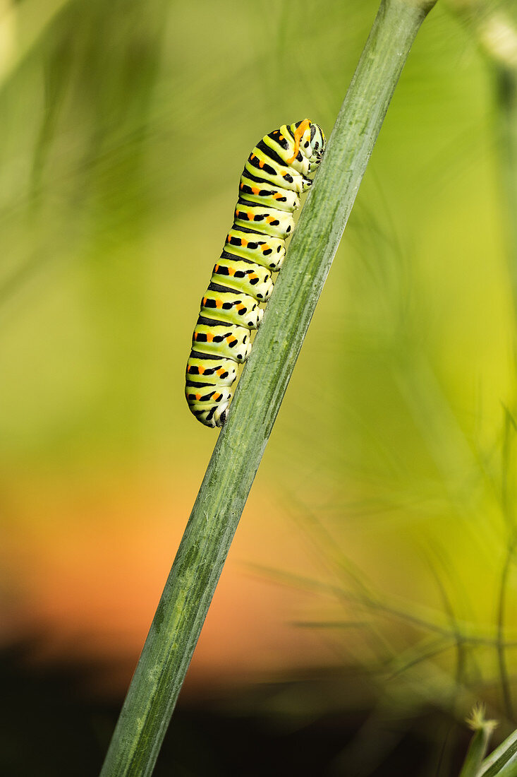Swallowtail caterpillar (Papilio machaon) climbing up a plant stem