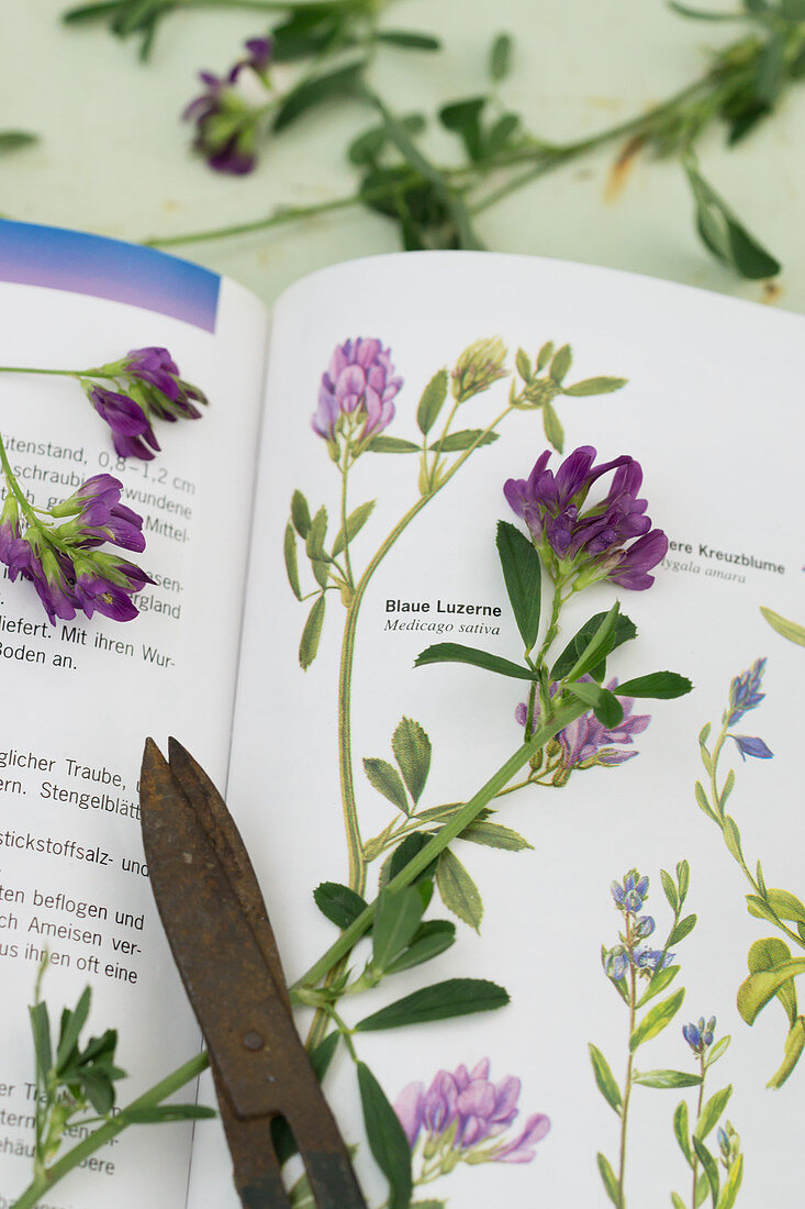 Botanical field guide open to description of purple-flowering alfalfa (Medicago sativa)