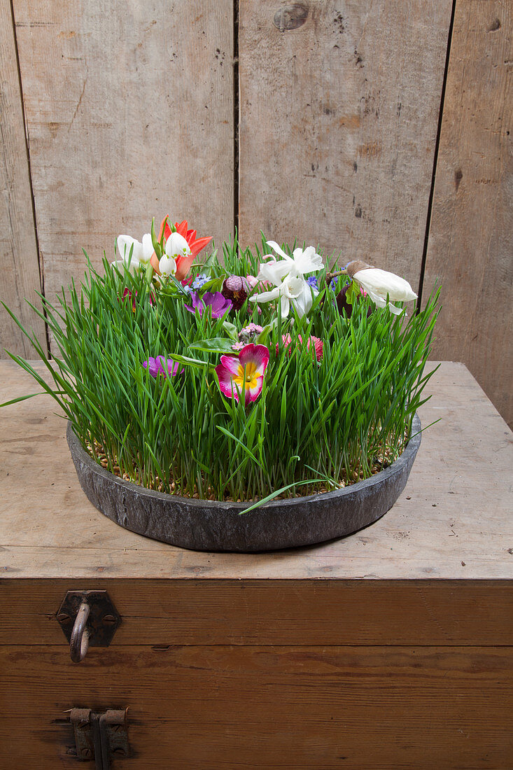Miniature spring meadow of flowers and wheatgrass in bowl