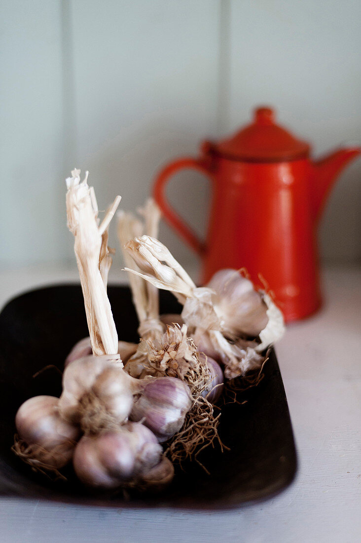 Garlic on black plate in front of red enamel coffee pot
