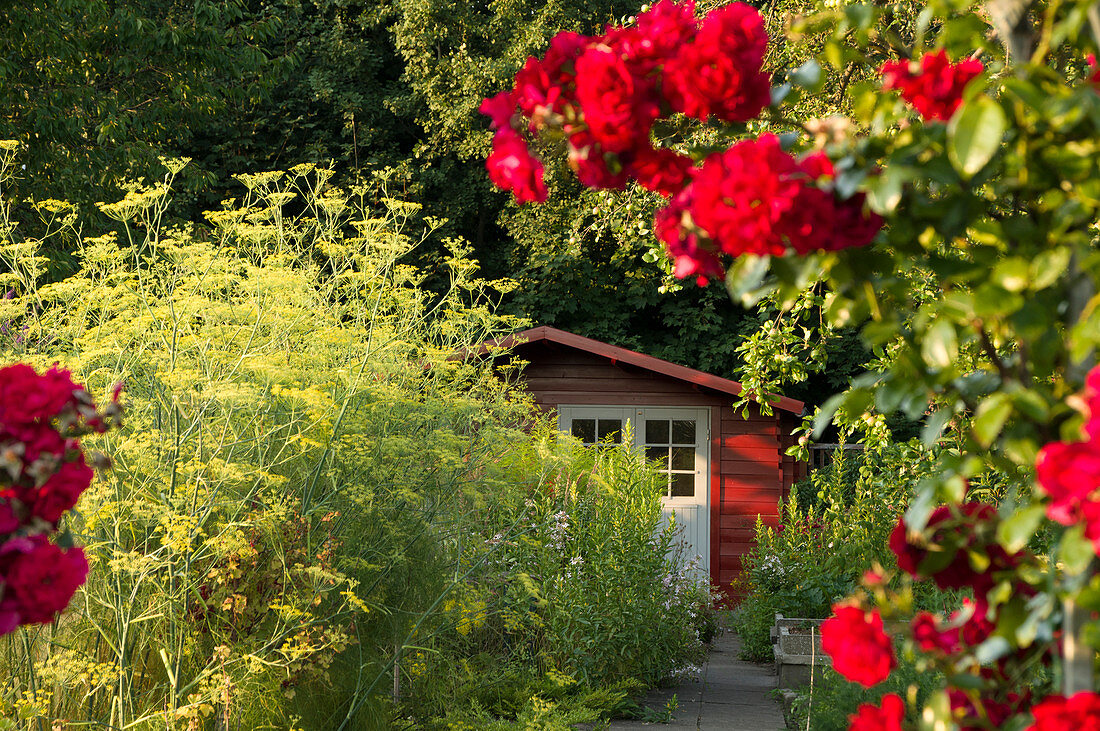 Sommerlicher Kleingarten mit rotem Häuschen, im Vordergrund blühende rote Rosen