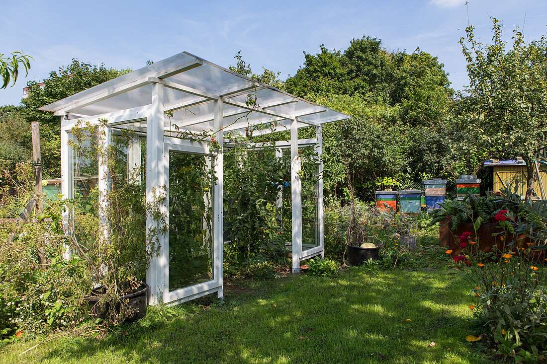 DIY-Tomatenhaus aus alten Fenstern im Garten