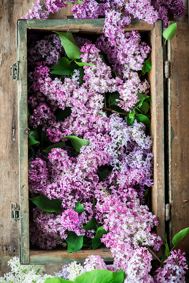 Violetter Flieder in einer Holzkiste (Aufsicht)