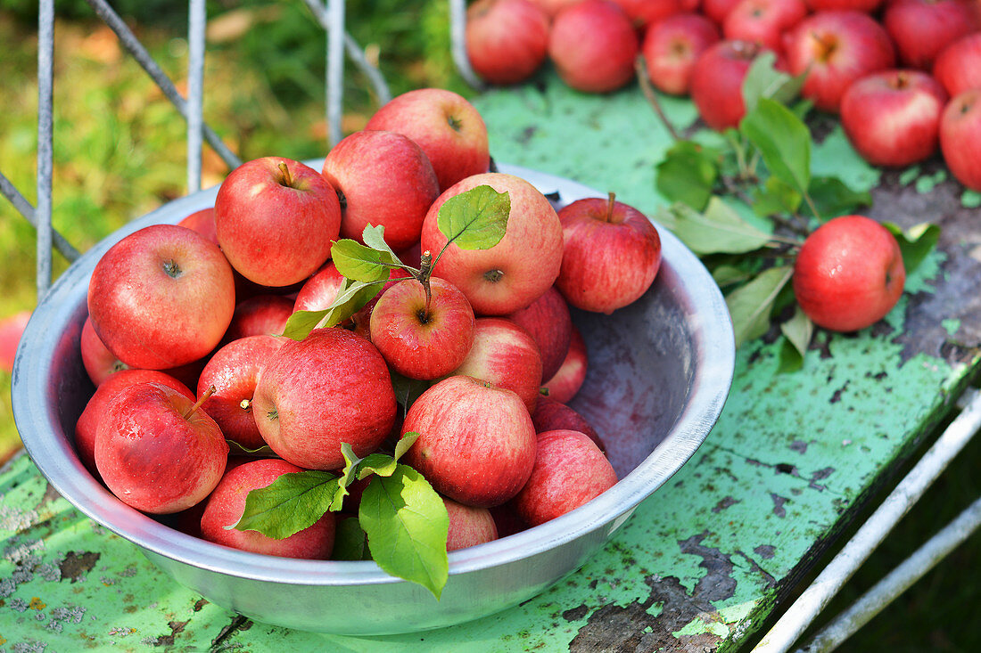Rote Äpfel frisch gepflückt in einer Schüssel auf einer Gartenbank