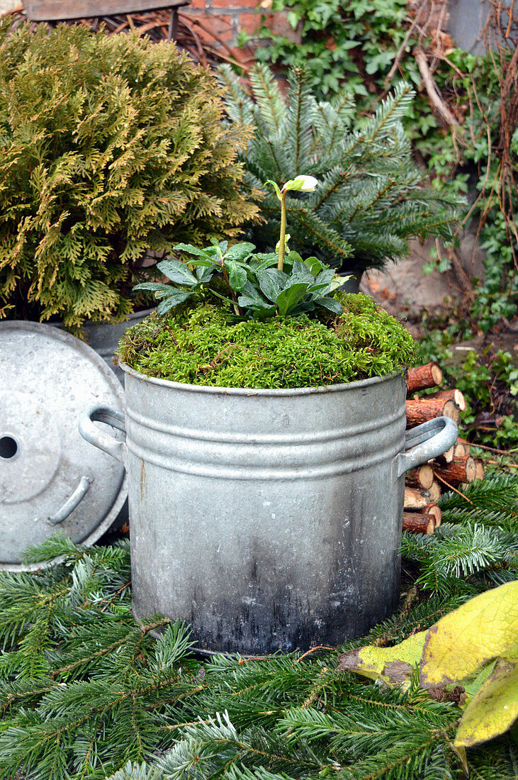 Old Zinc Pot With Christmas Rose And Moss