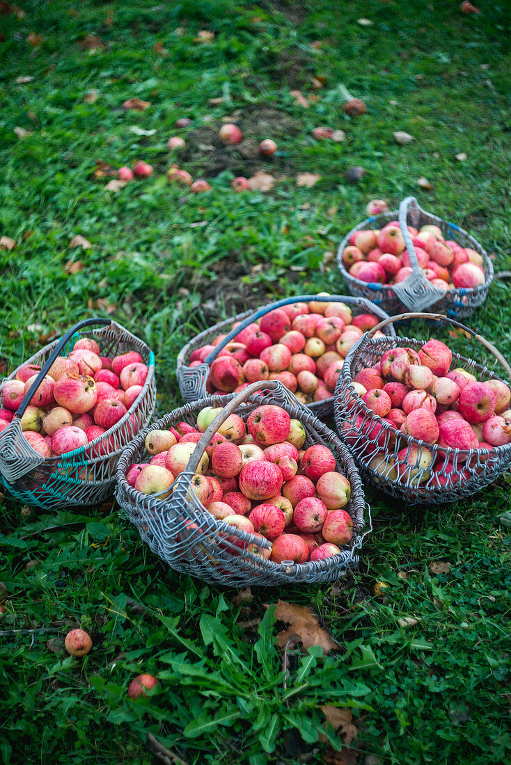 Baskets of apples in garden