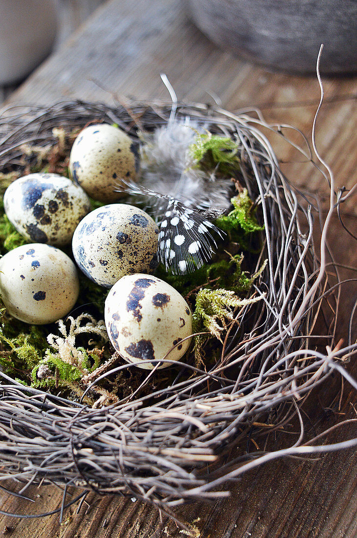 Easter Nest With Quail Eggs And Feather
