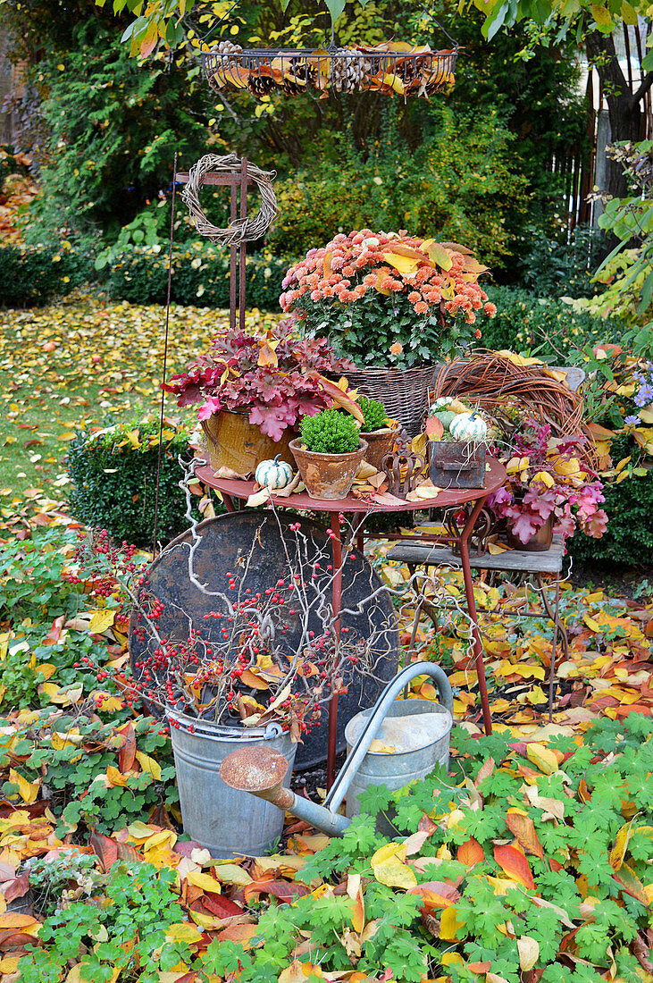 Herbst-Arrangement mit Chrysantheme und Stauden im Garten