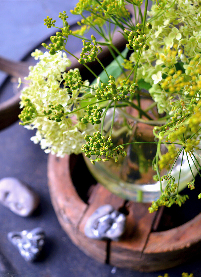 Seed Of Fennel With Hydrangea Blossom