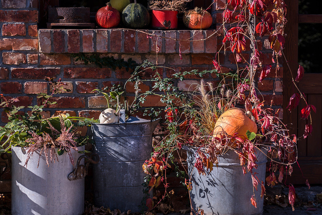 Herbst-Arrangement mit großen Zinkkübeln, wildem Wein und Kürbis