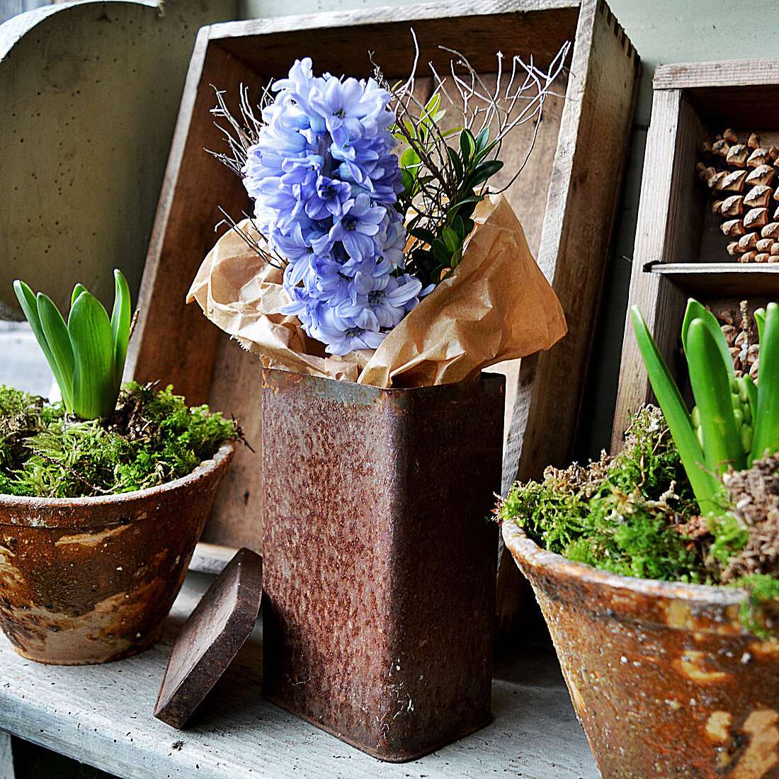 Hyacinth Flower With Buxus In Rusty Tin Can