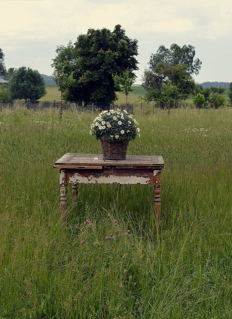 Basket of ox-eye daisies on old wooden table in meadow