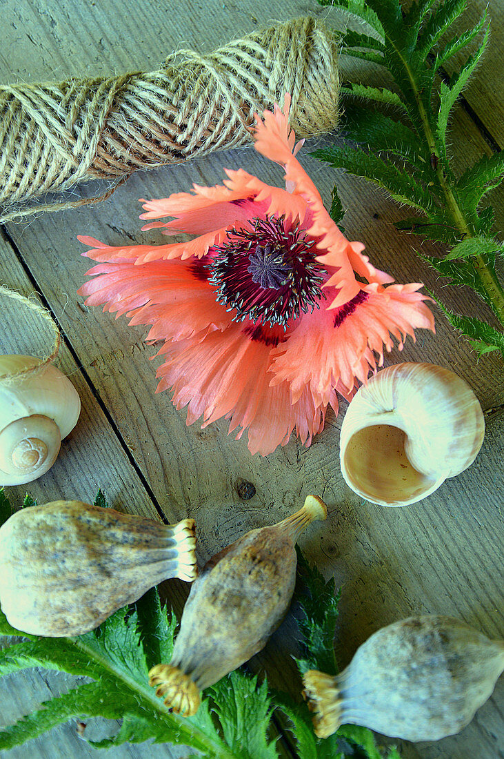 Blüte von türkischen Mohn 'Pink Ruffles' mit Samenkapseln und Schneckenhaus