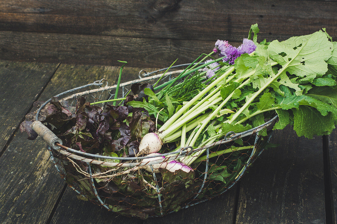 Red oak leaf lettuce, white turnips and herbs in wire basket
