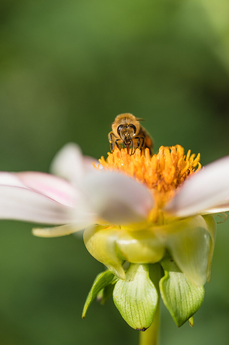 Bee On Blossom Of Dahlia Honka