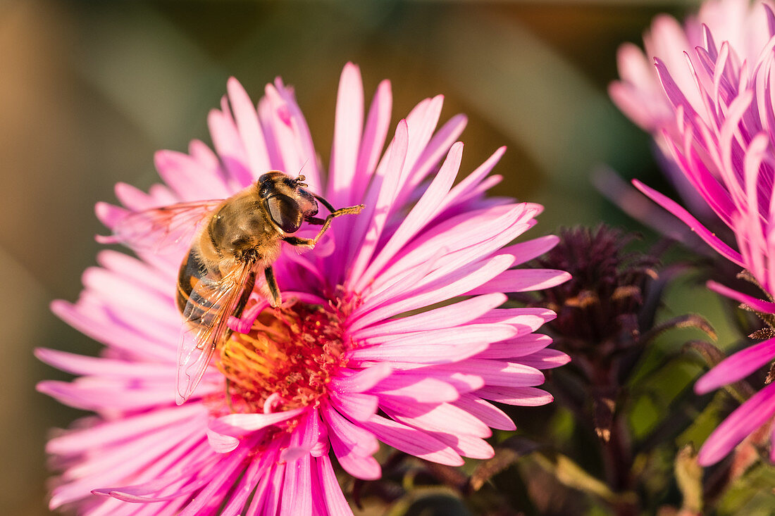 Biene auf Blüte von Aster