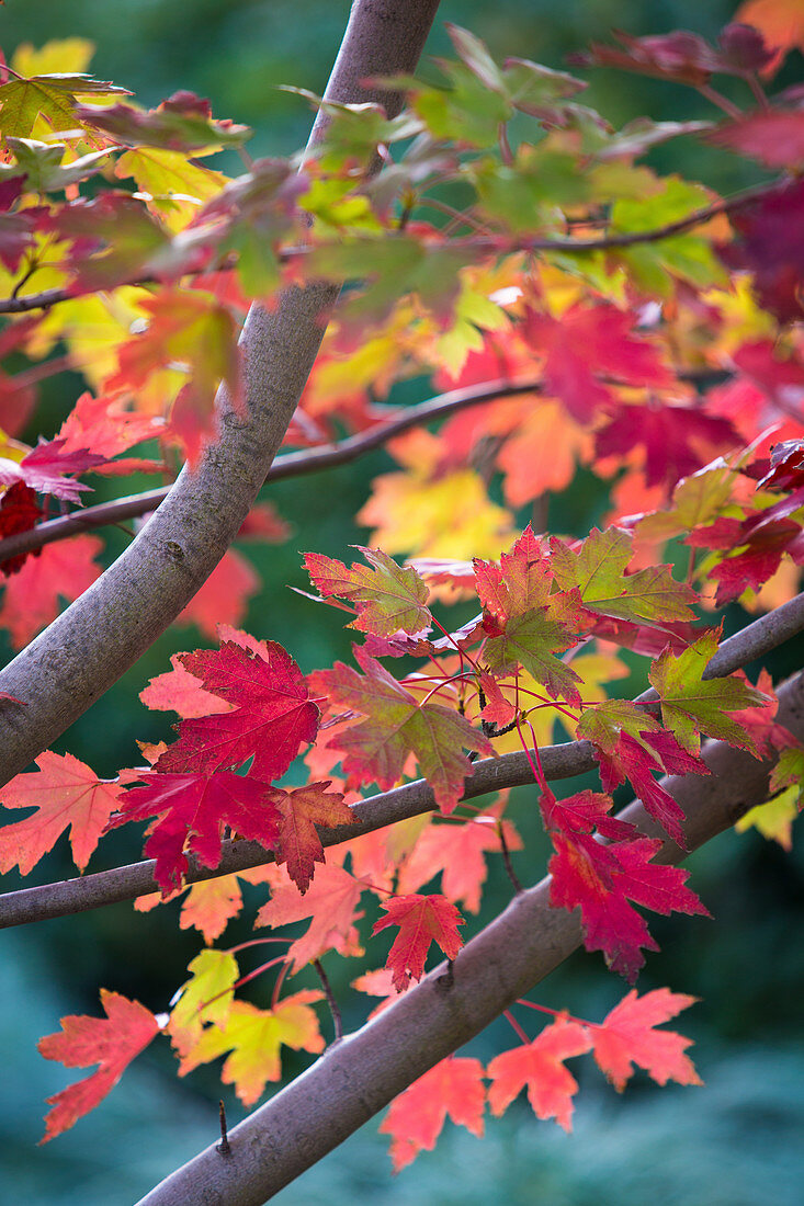 Roter Ahornbaum 'Autumn Blaze' (Ausschnitt)