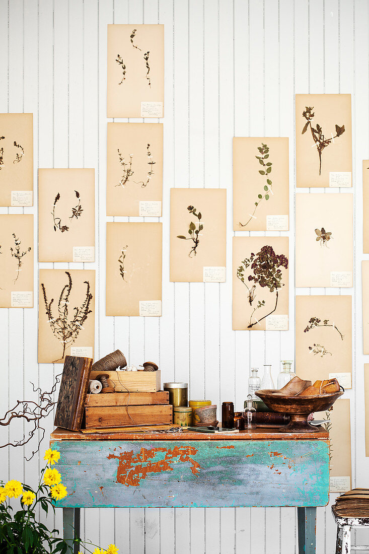 Vintage botanische Zeichnungen an weiß gestrichener Holzwand, davor Holztisch mit verschiedenen Utensilien
