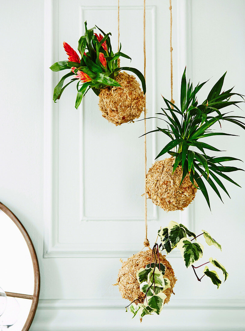 Hanging plants in balls made of natural material