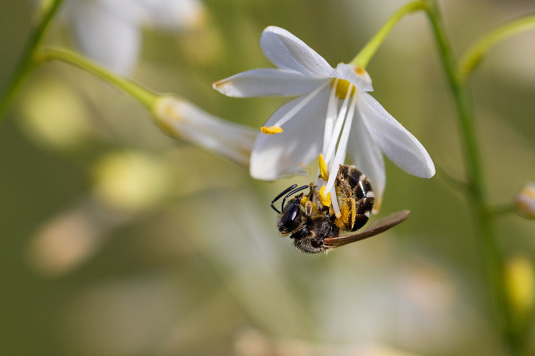 Wild Bee at flower, Andrena sp., Bavaria, Germany