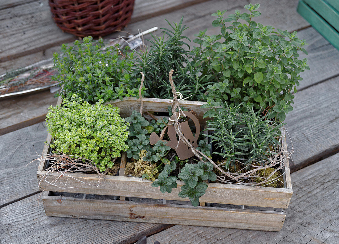 Crate of herbs: rosemary, marjoram, oregano, mint